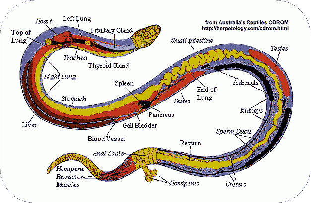 Anatomy of a Snake