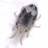 Detail of a snake mite.